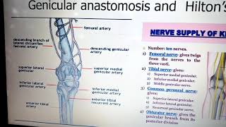 Knee Joint anatomy Human anatomy basic concepts and examination tips [upl. by Tnecillim]