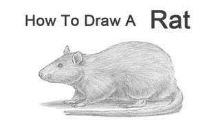 How to Draw a Rat [upl. by Worth]