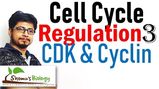 Cyclin and cyclin dependent kinases cdk  Cell cycle regulation lecture 3 [upl. by Tamera]