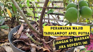 perawatan apel putsa tabulampot agar pertumbuhan maksimal [upl. by Paget]