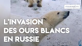 Poussés par la faim des ours polaires envahissent une ville de Russie [upl. by Chapman]