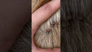 So Many Ticks 😱😱😱shortvideodoglover petlovers animals funny petlove pets [upl. by Aihseuqal931]