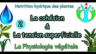 Nutrition hydrique des plantescohésion amp tension superficiellephysiologie végétale S4 [upl. by Phippen]