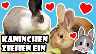 Kaninchen ziehen ein 🐰 Vom Tierheim ins neue Zuhause 💖 Adoption amp erster Tag 🐾 [upl. by Gut123]