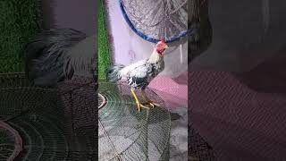 My Rooster Farms ayam roosterandhen chickenfarm [upl. by Nosduh292]