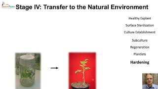 Plant Tissue Culture  Micropropagation [upl. by Galliett]