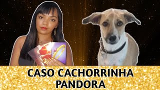 CASO CACHORRINHA PANDORA  ELA VAI SER ENCONTRADA BARALHO CIGANO [upl. by Kurt]