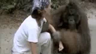 In The Wild Orangutans with Julia Roberts Part 5 [upl. by Fenton328]