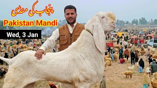 Bakra Eid Mandi Videos 2024 [upl. by Renee]