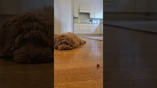 Mini Australian Labradoodle Puppy Training Doodle Dog leave it treat [upl. by Ylerebmik735]