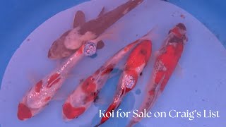 Koi for Sale on Craigs List [upl. by Bock]