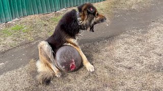 A dog with a huge tumor drags itself down the road crying and begging for help [upl. by Derfnam]