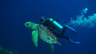 Cozumel Diving [upl. by Yanehc]