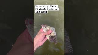 Pigfish are so beautiful tbh fishing marinefish saltwater pigfish [upl. by Aidahs]