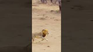 Lion attack hyenaanimals wildlife wildanimals foryou fyp [upl. by Odragde]