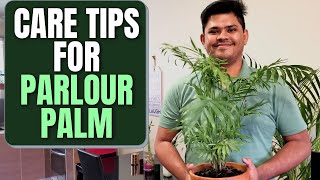 Parlour Palm Care Tips  Complete Care Guide for a Healthy Plant [upl. by Yadnus]