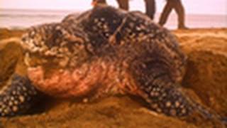 Sea Turtles Match Breathing to Dive Depths  National Geographic [upl. by Yelsgnik359]