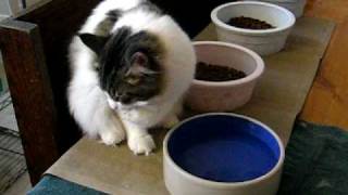 Cute Maine Coon kitten drinks water with his paw [upl. by Ardnaeed]