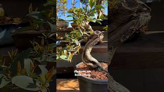 Transformação de um Bonsai de Ligustro  Segue pra mais 😉🙌 bonsai bonsaibrasil plantas [upl. by Ara]