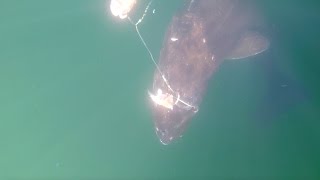 Catching an Extremely Rare 700lb Sleeper Shark [upl. by Montford677]