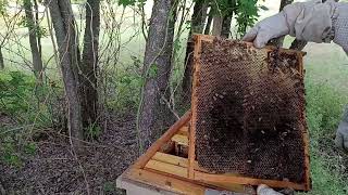 Inspection of My Pasture Hives May 11 2024 [upl. by Flosser919]