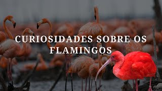 Flamingos [upl. by Ashti]