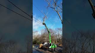 The sennebogen 718 effortlessly takes down this homeowner tree in RI [upl. by Leavitt]