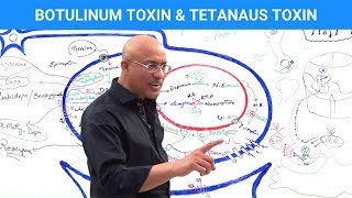 Botulinum Toxin amp Tetanus Toxin Mechanism [upl. by Nihcas413]