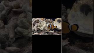 Percula Clownfish shortvideo marine seacreature marineinside reels marinefishtank nemo [upl. by Brine821]