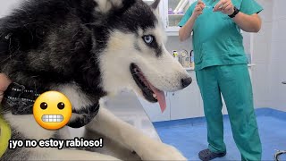 Reacción de mi perro cuando va al veterinario a que le pongan vacuna de la la rabia [upl. by Haimarej10]