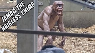 Jambo The Hairless Chimp Gets Into a Big Dispute [upl. by Llireva285]