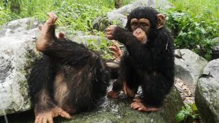 Amazing Chimpanzees Dancing amp Playing [upl. by Sharline]