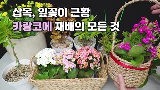 카랑코에 삽목과 잎꽂이 변화 분갈이 부터 물 주는 방법 꽃대 정리 Kalanchoe blossfeldiana cv calandiva Queen Rose [upl. by Suirradal]