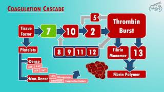 Blood Clotting  The Coagulation Cascade [upl. by Rhonda261]