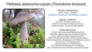 Рядовка землистосерая Tricholoma terreum [upl. by Anurb907]