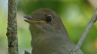 Ptice Hrvatske  Slavuj Luscinia megarhynchos Birds of Croatia  Nightingale 16 [upl. by Yliak92]