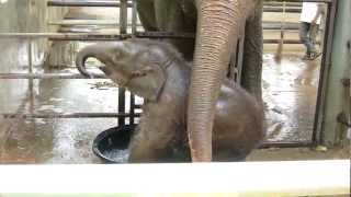 Elephant Nature Park  baby elephant Navann [upl. by Thibaud]