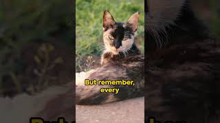 Do Cats Really Hate Water Unveiling the Shocking Truth catvideos yourcat catlover mythbusting [upl. by Cestar]