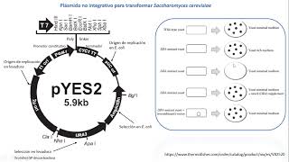 Proteínas recombinantes en levaduras [upl. by Yodlem]