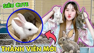 Chị Vê Đón 2 Bé Thỏ Mini Siêu Cute Về Nhà Nuôi  Vê Vê Channel [upl. by Sykes]