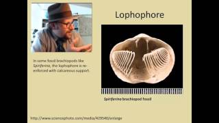 What are Brachiopods [upl. by Nitsuga803]