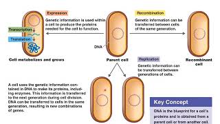 Chapter 8 Microbial Genetics [upl. by Nywloc]