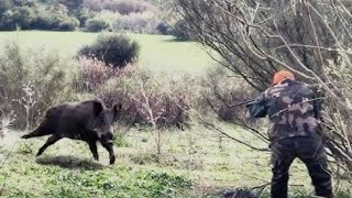 Wild Boar Hunting 2024  Chasse Sanglier au Maroc Partie 2 [upl. by Oswal]