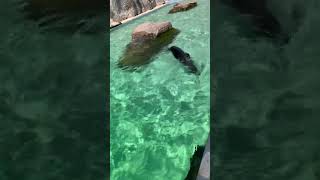 Sea lions swimming in cool water [upl. by Fridell]