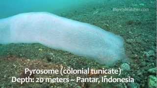 Pyrosomes and Squid Eggs [upl. by Reeves]