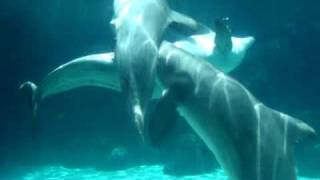 Dolphins Mating [upl. by Holey]