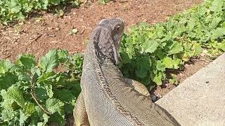 Green Iguana Trims The Garden [upl. by Ecirtemed]