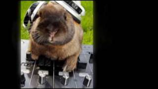 DJ Jonny the funny bunny mix lustiger DJ der guten Laune [upl. by Bonis]