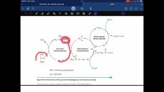 Pyruvate dehydrogenase complex [upl. by Phil]