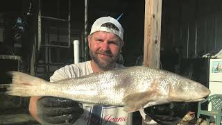 Record Whiting or Gulf Kingfish or Ground Mullet Submission for Bowfishing Association of America [upl. by Jamill]